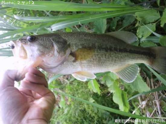 �֥�å��Х�