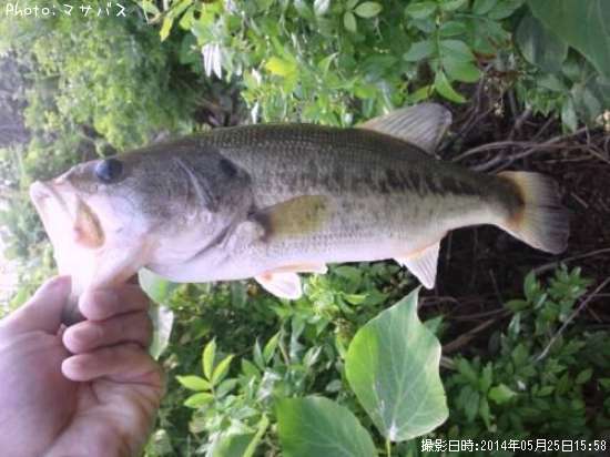 �֥�å��Х�