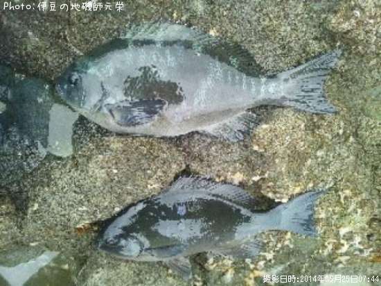 �����᥸��