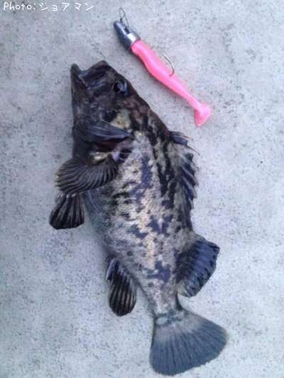 �٥å�������