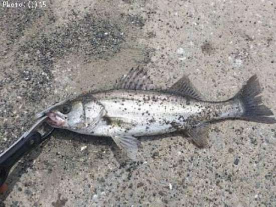 �����Ф�