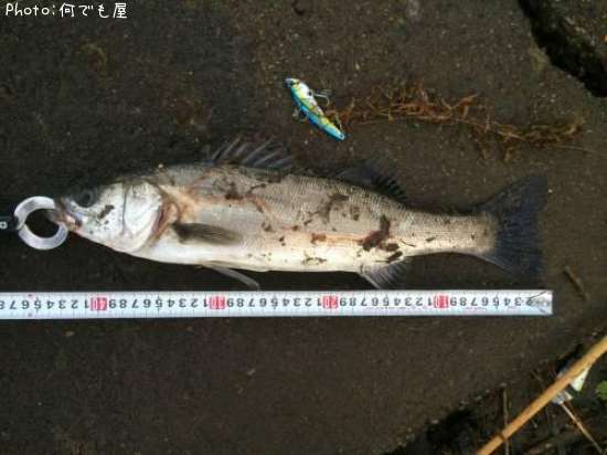 �����Х�