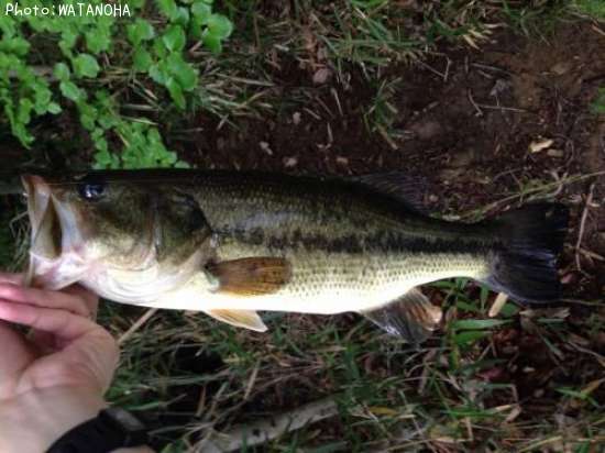 �֥�å��Х�