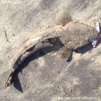 �ޥ����פ�