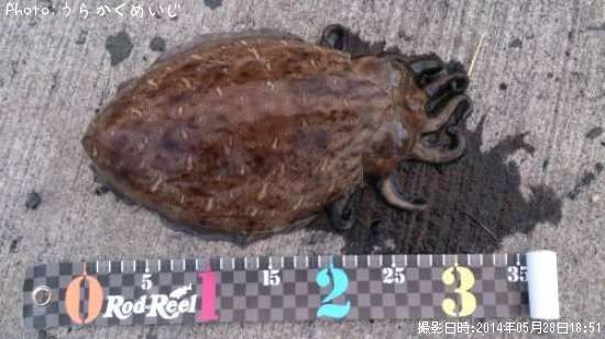 ��󥴥�����