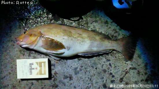 �����ʥ�