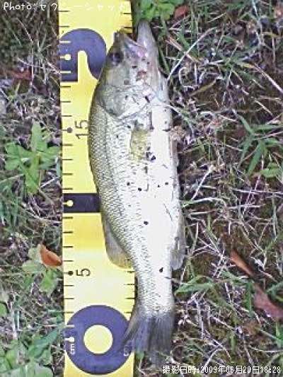 �֥�å��Х�