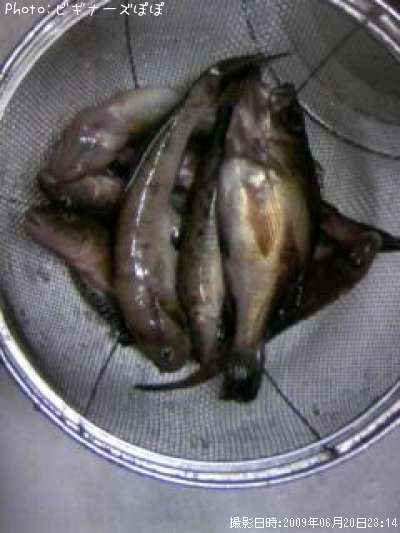 ��Х�����