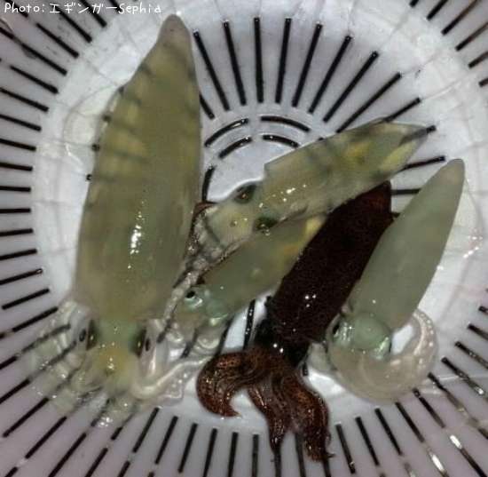 �ҥ�������ꥤ��