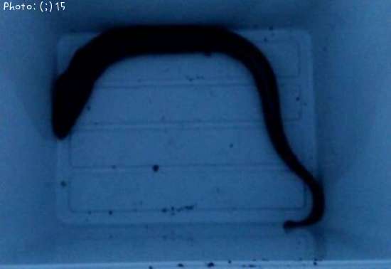 ���������ʥ������㡼��