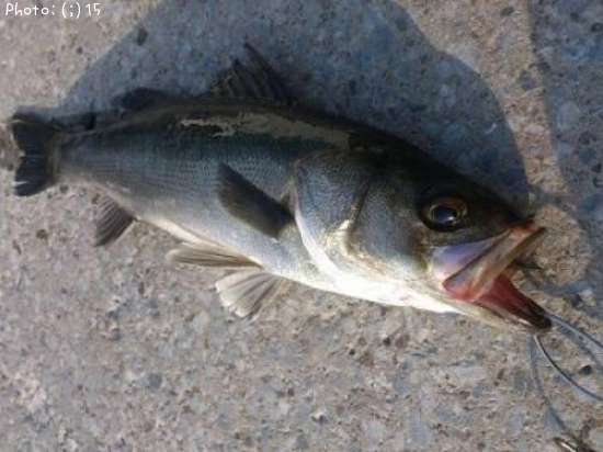 �����Ф�