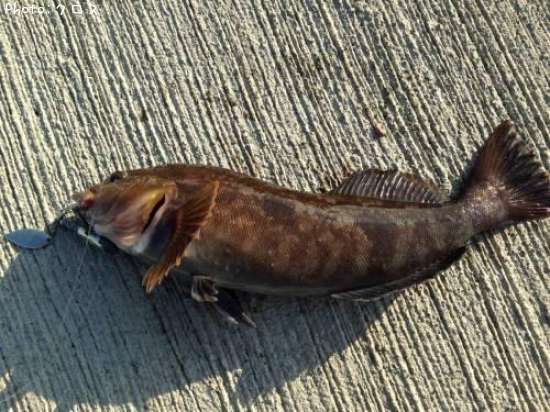 �����ʥ�