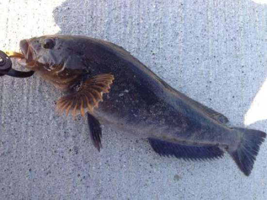 �����ʥ�