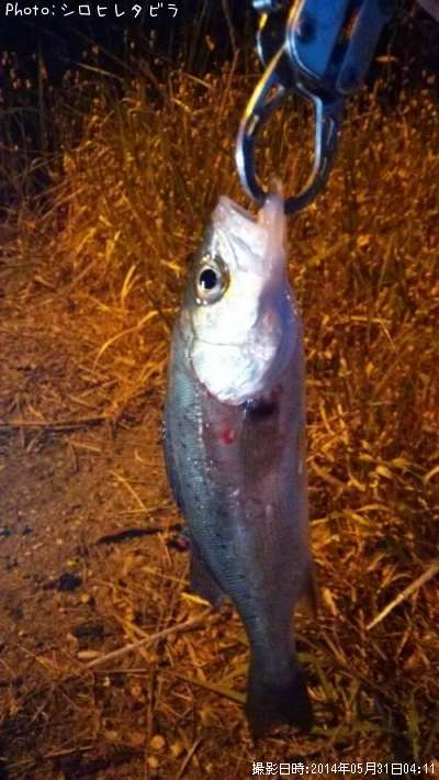 ���������ʥ�������