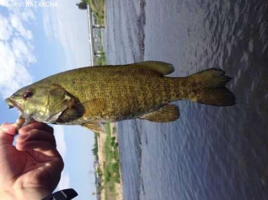 ���⡼��ޥ����Х�