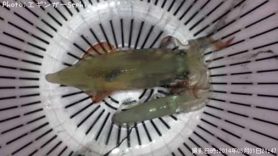 ��ꥤ�����ҥ���