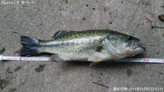 �֥�å��Х�