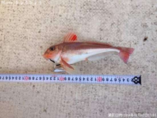 ���ʥ�����