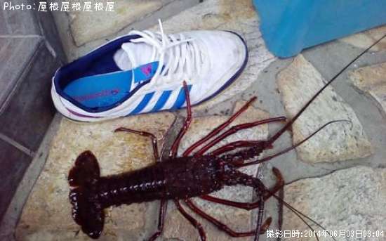 ������Ϸ