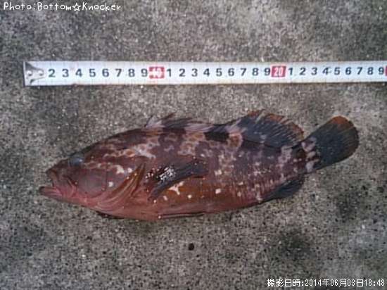 �����ϥ�