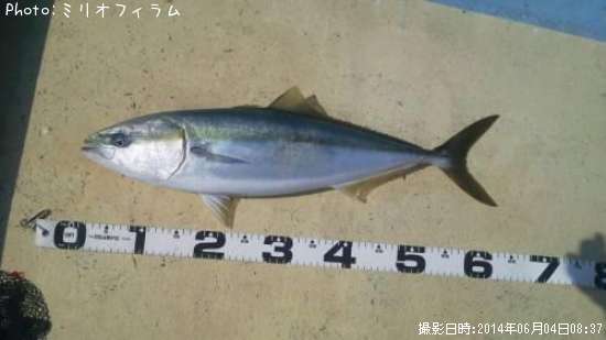 ��饵