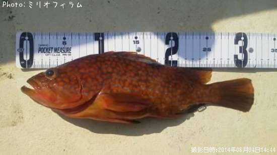 �����ϥ�