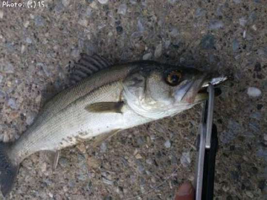 �����Ф�