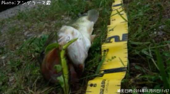 �֥�å��Х�