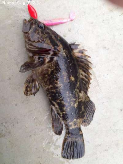 �٥å�������