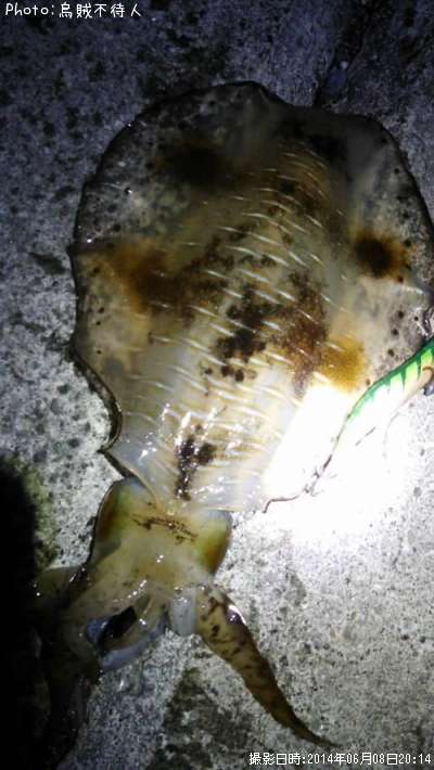 �����ꥤ��