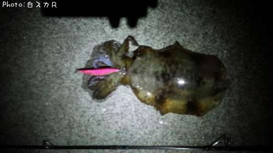 �����ꥤ��