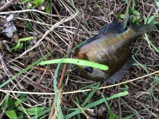 �֥롼����