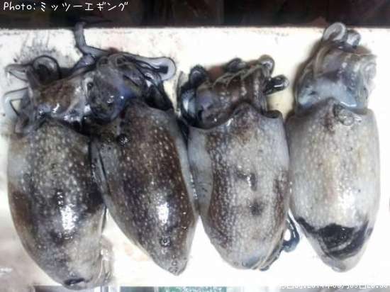 ����䥱����