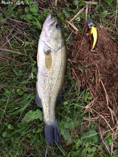 �֥�å��Х�