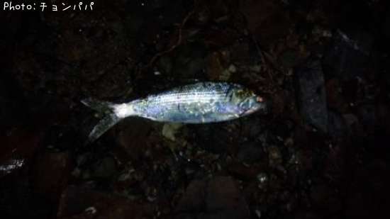 ���Υ���