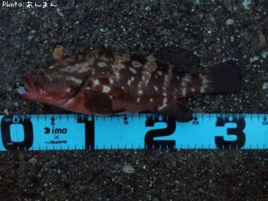 �����ϥ�