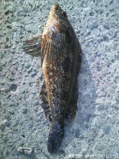 �����ʥ�