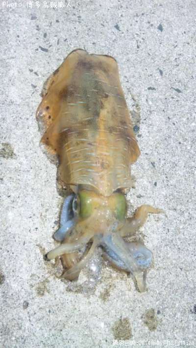 �����ꥤ��