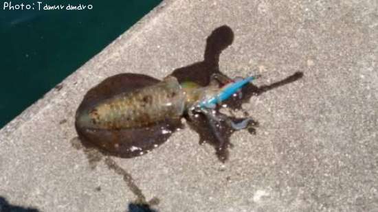 �����ꥤ��