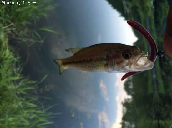 �֥�å��Х�