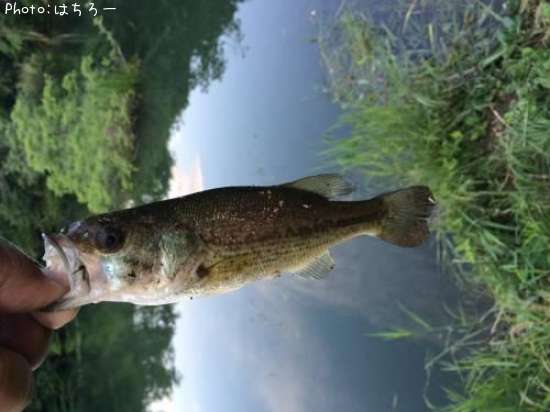 �֥�å��Х�