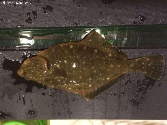 �ޥ����쥤