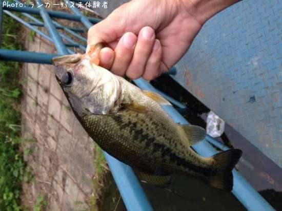 �֥�å��Х�