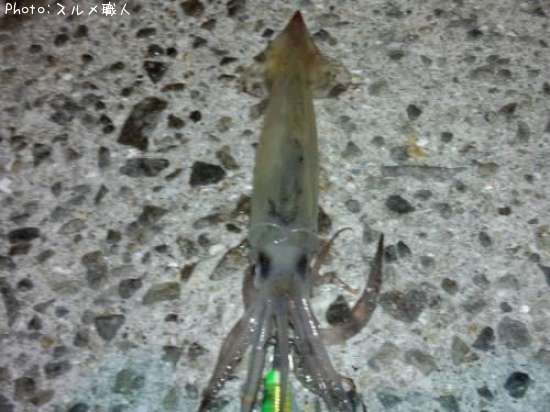 ����ᥤ��