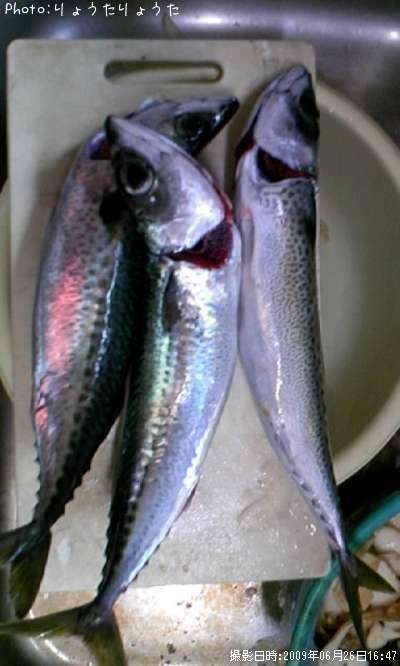 ���ޥ���