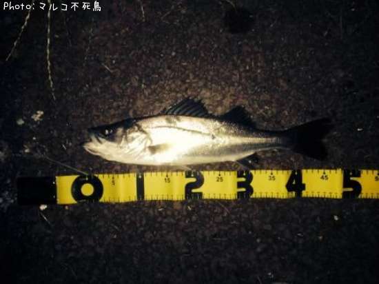 �����Х�