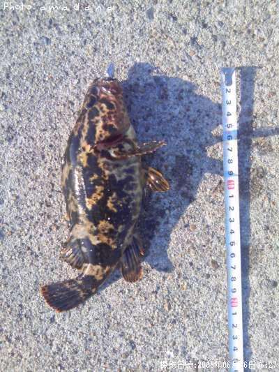 �٥å�������