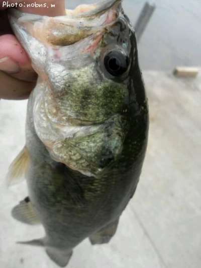 �֥�å��Х�