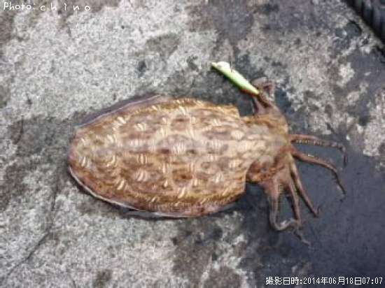 ��󥴥�����