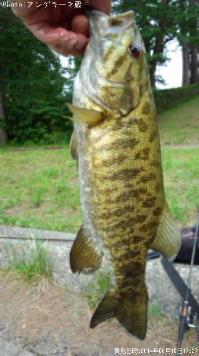 ���⡼��ޥ����Х�